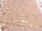 Myelin Associated Glycoprotein antibody, PA5-30087, Invitrogen Antibodies, Immunohistochemistry paraffin image 