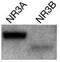 Glutamate Ionotropic Receptor NMDA Type Subunit 3A antibody, 60100, QED Bioscience, Western Blot image 