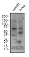 Solute Carrier Family 5 Member 2 antibody, NBP2-77441, Novus Biologicals, Western Blot image 