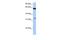 Post-GPI Attachment To Proteins 3 antibody, GTX45906, GeneTex, Western Blot image 