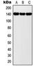 Nucleolar And Coiled-Body Phosphoprotein 1 antibody, orb214878, Biorbyt, Western Blot image 