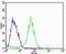 Adrenoceptor Alpha 1D antibody, MBS9205971, MyBioSource, Flow Cytometry image 