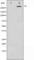 Mechanistic Target Of Rapamycin Kinase antibody, abx010403, Abbexa, Western Blot image 