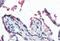 Glutathione Peroxidase 3 antibody, orb19430, Biorbyt, Immunohistochemistry paraffin image 