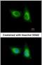 SOS Ras/Rho Guanine Nucleotide Exchange Factor 2 antibody, PA5-27492, Invitrogen Antibodies, Immunofluorescence image 