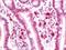 Seizure Related 6 Homolog Like 2 antibody, orb195517, Biorbyt, Immunohistochemistry paraffin image 