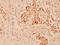 Cullin 1 antibody, A00658Y761, Boster Biological Technology, Immunohistochemistry frozen image 