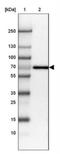 Alkaline Phosphatase, Placental antibody, NBP2-34056, Novus Biologicals, Western Blot image 