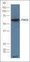 Flavin Containing Dimethylaniline Monoxygenase 5 antibody, orb156907, Biorbyt, Western Blot image 