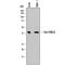 Ubiquitin Conjugating Enzyme E2 Z antibody, AF8154, R&D Systems, Western Blot image 