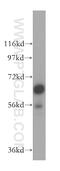 Tripartite Motif Containing 29 antibody, 17542-1-AP, Proteintech Group, Western Blot image 