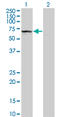 Kelch Domain Containing 4 antibody, LS-C105152, Lifespan Biosciences, Western Blot image 
