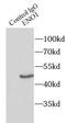 Enolase 1 antibody, FNab02765, FineTest, Immunoprecipitation image 