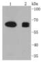 Prostaglandin-Endoperoxide Synthase 1 antibody, NBP2-67643, Novus Biologicals, Western Blot image 