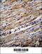 Dihydrouridine Synthase 1 Like antibody, 56-478, ProSci, Immunohistochemistry frozen image 