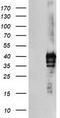 Serine dehydratase-like antibody, TA504010, Origene, Western Blot image 