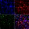 Synuclein Alpha antibody, LS-C772974, Lifespan Biosciences, Immunocytochemistry image 