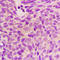 Stathmin 1 antibody, LS-C358351, Lifespan Biosciences, Immunohistochemistry frozen image 