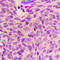 Lag antibody, LS-C358351, Lifespan Biosciences, Immunohistochemistry frozen image 