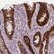 Dual Specificity Phosphatase 16 antibody, HPA020326, Atlas Antibodies, Immunohistochemistry frozen image 