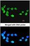 Cell Division Cycle 26 antibody, PA5-22141, Invitrogen Antibodies, Immunofluorescence image 