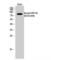 HSP90 antibody, LS-C380586, Lifespan Biosciences, Western Blot image 