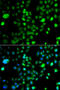 PR/SET Domain 5 antibody, 22-890, ProSci, Immunofluorescence image 