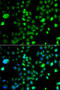 PR domain zinc finger protein 5 antibody, 22-890, ProSci, Immunofluorescence image 