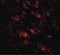 GABA Type A Receptor-Associated Protein antibody, LS-C201091, Lifespan Biosciences, Immunofluorescence image 