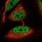 Nuclear Receptor Corepressor 1 antibody, NBP2-48997, Novus Biologicals, Immunofluorescence image 