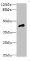 Calsequestrin 1 antibody, MBS7000625, MyBioSource, Western Blot image 