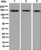 Growth Hormone Receptor antibody, ab134078, Abcam, Western Blot image 