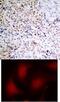 RB Transcriptional Corepressor 1 antibody, 79-162, ProSci, Immunofluorescence image 