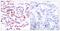 Activating Transcription Factor 2 antibody, PA5-37533, Invitrogen Antibodies, Immunohistochemistry paraffin image 