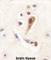  antibody, abx025086, Abbexa, Western Blot image 