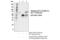 Activating Transcription Factor 2 antibody, 61584S, Cell Signaling Technology, Immunoprecipitation image 