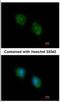 COP9 Signalosome Subunit 4 antibody, NBP2-15962, Novus Biologicals, Immunofluorescence image 