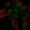 Zinc Finger Protein 232 antibody, PA5-65027, Invitrogen Antibodies, Immunofluorescence image 