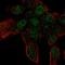 Zinc Finger Protein 232 antibody, PA5-65027, Invitrogen Antibodies, Immunofluorescence image 