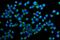 Golgi Membrane Protein 1 antibody, A02975-2, Boster Biological Technology, Immunofluorescence image 