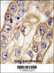 CD8 antibody, 57-512, ProSci, Immunohistochemistry paraffin image 