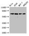 X-Ray Repair Cross Complementing 6 antibody, CSB-PA01617A0Rb, Cusabio, Western Blot image 