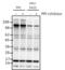 Huntingtin antibody, PA1-087, Invitrogen Antibodies, Western Blot image 