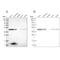 Kynurenine Aminotransferase 3 antibody, PA5-55338, Invitrogen Antibodies, Western Blot image 