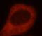 SH3 and PX domain-containing protein 2A antibody, FNab07836, FineTest, Immunofluorescence image 