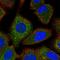 FA Complementation Group G antibody, HPA045335, Atlas Antibodies, Immunocytochemistry image 