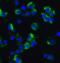 Axin 2 antibody, 6163, ProSci, Immunofluorescence image 