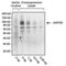 mATG9 antibody, MA1-149, Invitrogen Antibodies, Western Blot image 
