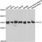 Holocytochrome C Synthase antibody, A7490, ABclonal Technology, Western Blot image 