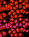 Aconitase 2 antibody, 19-131, ProSci, Immunofluorescence image 
